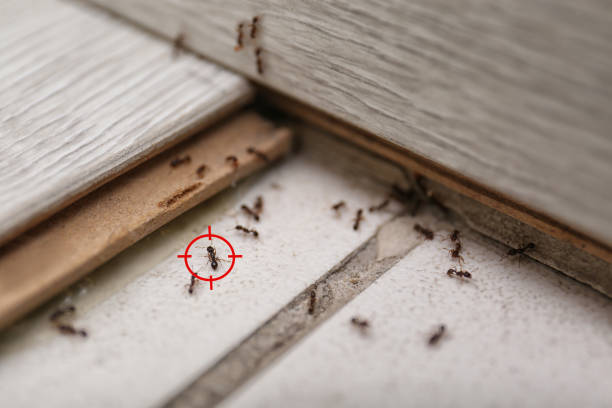  Schoolcraft, MI Pest Control Pros